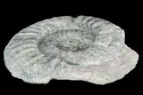 Fossil Ammonite (Orthosphinctes) - Germany #104552-1